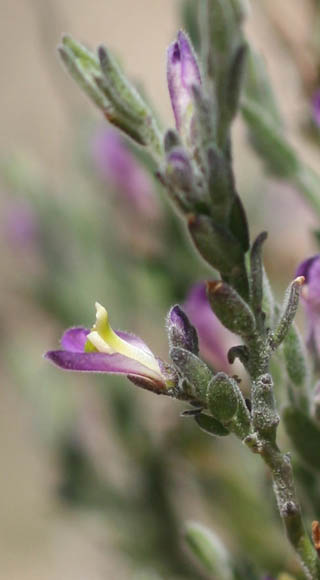  Hebecarpa macradenia (A. Gray) J.R. Abbott 